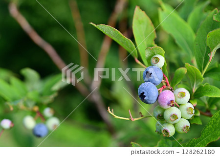 Blueberries are ripe and wet with morning dew. They're almost ready to eat. 128262180