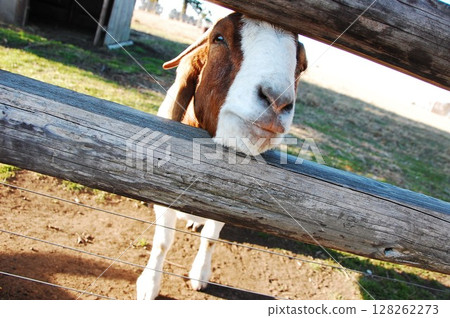 A goat that takes a face out of the fence A goat that takes a face out of the fence 128262273