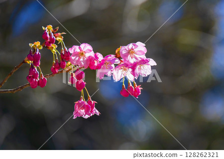 Hatsumiyozakura flower buds 128262321