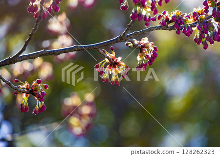 Hatsumiyozakura flower buds Hatsumiyozakura flower buds 128262323