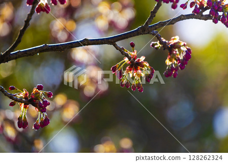 Hatsumiyozakura flower buds Hatsumiyozakura flower buds 128262324