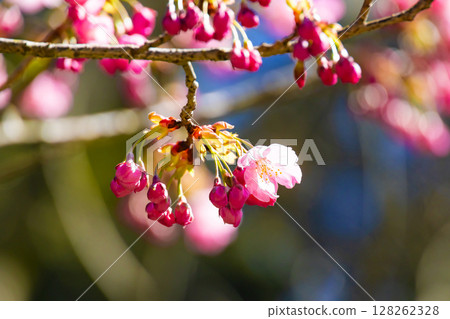 Hatsumiyozakura flower buds 128262328