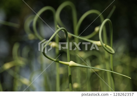 A close-up shot of garlic scapes displaying their elegant, looping forms in a serene setting. 128262357