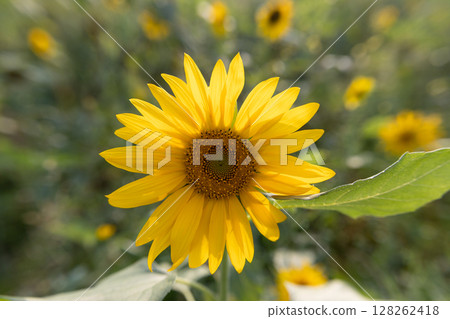 Sunflowers in full bloom in a summer field 128262418