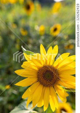 夏季向日葵_正面特寫 128262419