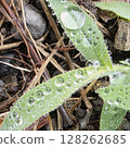 六月，水滴，樹葉上的水滴，雨後 128262685
