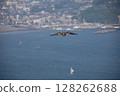 飛翔的海鷗湘南大海夏季風景壁紙 128262688