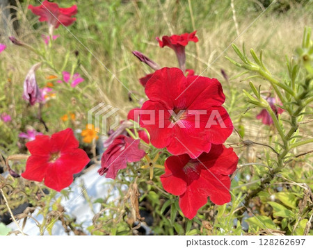 Flower Flower 128262697