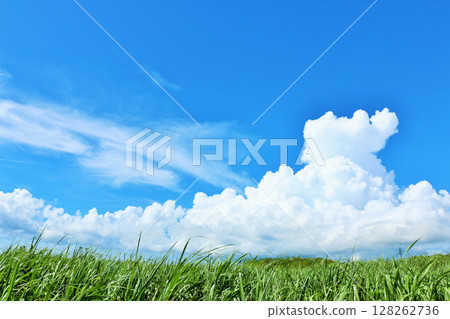 Miyakojima, Okinawa Prefecture: Summer blue sky and sugarcane fields 128262736