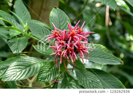 Aphelandra cinclairiana [Acanthaceae] 128262936