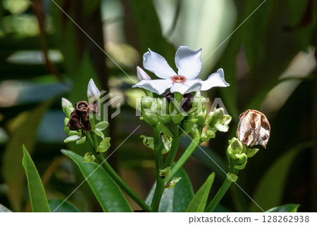 Flower of Mifukuragi [Apocynaceae, Mifukuragi genus] 128262938