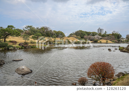 March 24 2025 Serene Japanese Garden with Water Pond and Traditional Pine, Japan March 24 2025 Serene Japanese Garden with Water Pond and Traditional Pine, Japan 128263120