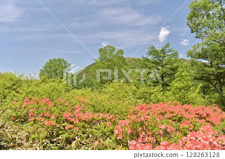 湯之丸高原杜鵑花園和湯之丸山的杜鵑花盛開 128263128