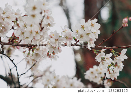 March 24 2025 Delicate Cherry Blossom Branch Captured with Soft Bokeh, Japan 128263135