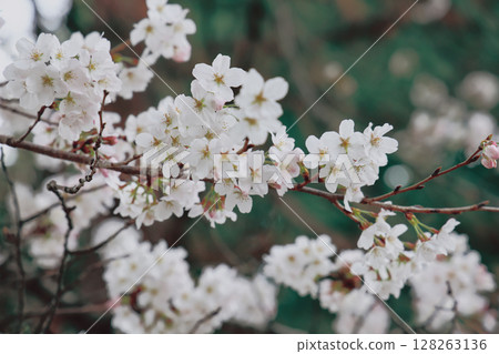March 24 2025 Delicate Cherry Blossom Branch Captured with Soft Bokeh, Japan 128263136