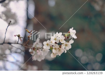 March 24 2025 Delicate Cherry Blossom Branch Captured with Soft Bokeh, Japan 128263139