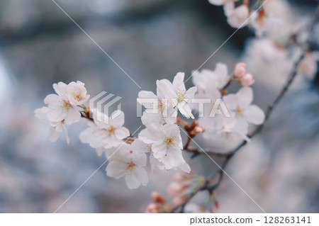 March 24 2025 Delicate Cherry Blossom Branch Captured with Soft Bokeh, Japan 128263141