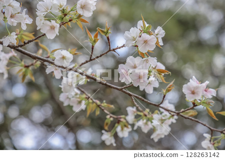 March 24 2025 Delicate Cherry Blossom Branch Captured with Soft Bokeh, Japan 128263142