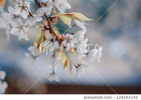 March 24 2025 Close-Up of White Cherry Blossoms on a Spring Afternoon, Japan 128263148