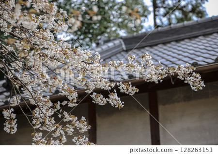March 24 2025 Cherry Blossom Branches Near Traditional Japanese Roof Architecture, Japan March 24 2025 Cherry Blossom Branches Near Traditional Japanese Roof Architecture, Japan 128263151