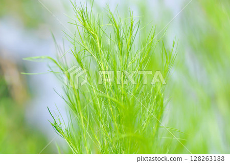 Dog fennel, dogfennel or Eupatorium capillifolium or false dill tree or Asteraceae Dog fennel, dogfennel or Eupatorium capillifolium or false dill tree or Asteraceae 128263188