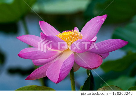 福島縣和湯方廣場的紅蓮花 福島縣和湯方廣場的紅蓮花 128263243