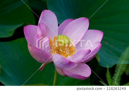 福島縣和湯方廣場的紅蓮花 福島縣和湯方廣場的紅蓮花 128263249