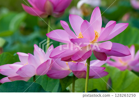 The red lotus at Fukushimagata and Yugata Square The red lotus at Fukushimagata and Yugata Square 128263250