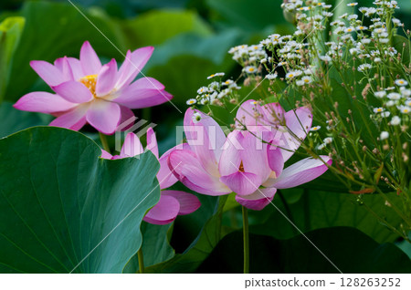 福島縣和湯方廣場的紅蓮花 福島縣和湯方廣場的紅蓮花 128263252