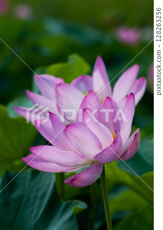 福島縣和湯方廣場的紅蓮花 128263256