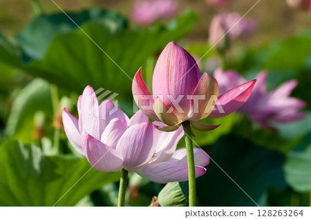 福島縣和湯方廣場的紅蓮花 128263264