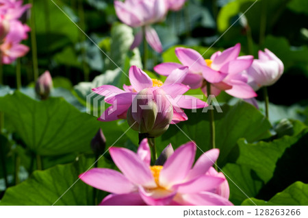 福島縣和湯方廣場的紅蓮花 福島縣和湯方廣場的紅蓮花 128263266