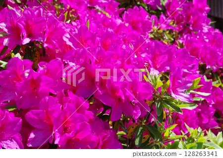 Azaleas in full bloom 128263341