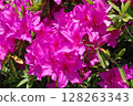 Azaleas in full bloom 128263343