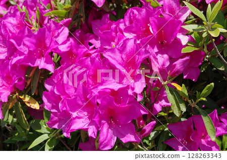 Azaleas in full bloom 128263343