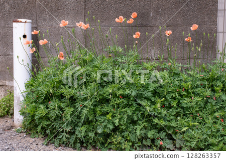 路邊盛開的長見罌粟花 路邊盛開的長見罌粟花 128263357