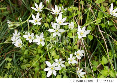 Ornithogalum blooming in the field 128263358