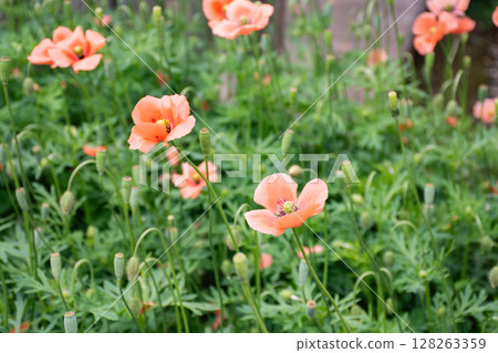 成簇生長的罌粟 成簇生長的罌粟 128263359