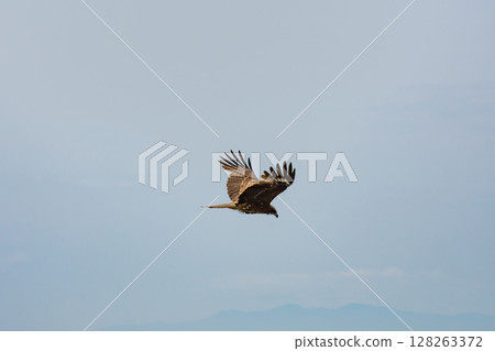 Tonbi flapping 128263372