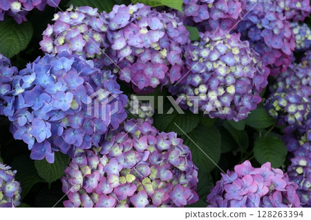 Colorful hydrangea 128263394