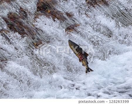 Salmon swimming upstream jumping 128263399