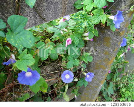 淡藍紫色牽牛花 淡藍紫色牽牛花 128263696