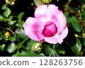 Pink rose flowers are blooming 128263756
