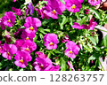 Bright red pansy 128263757