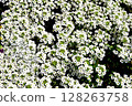 Spring white flowers 128263758