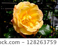 Photo of yellow roses 128263759