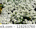Spring white flowers 128263760