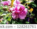 pink roses are blooming 128263761