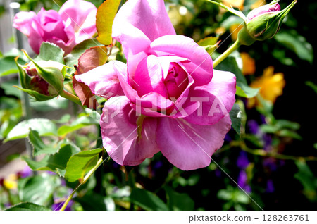 pink roses are blooming 128263761