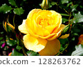 Photo of yellow roses 128263762